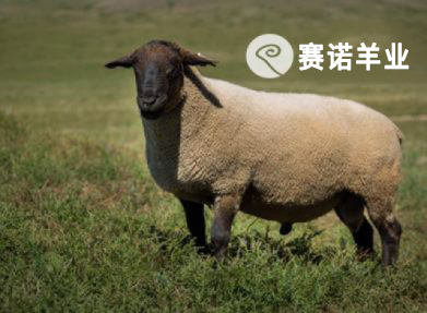 薩?？?>
                                            </a>
                                            <a href=